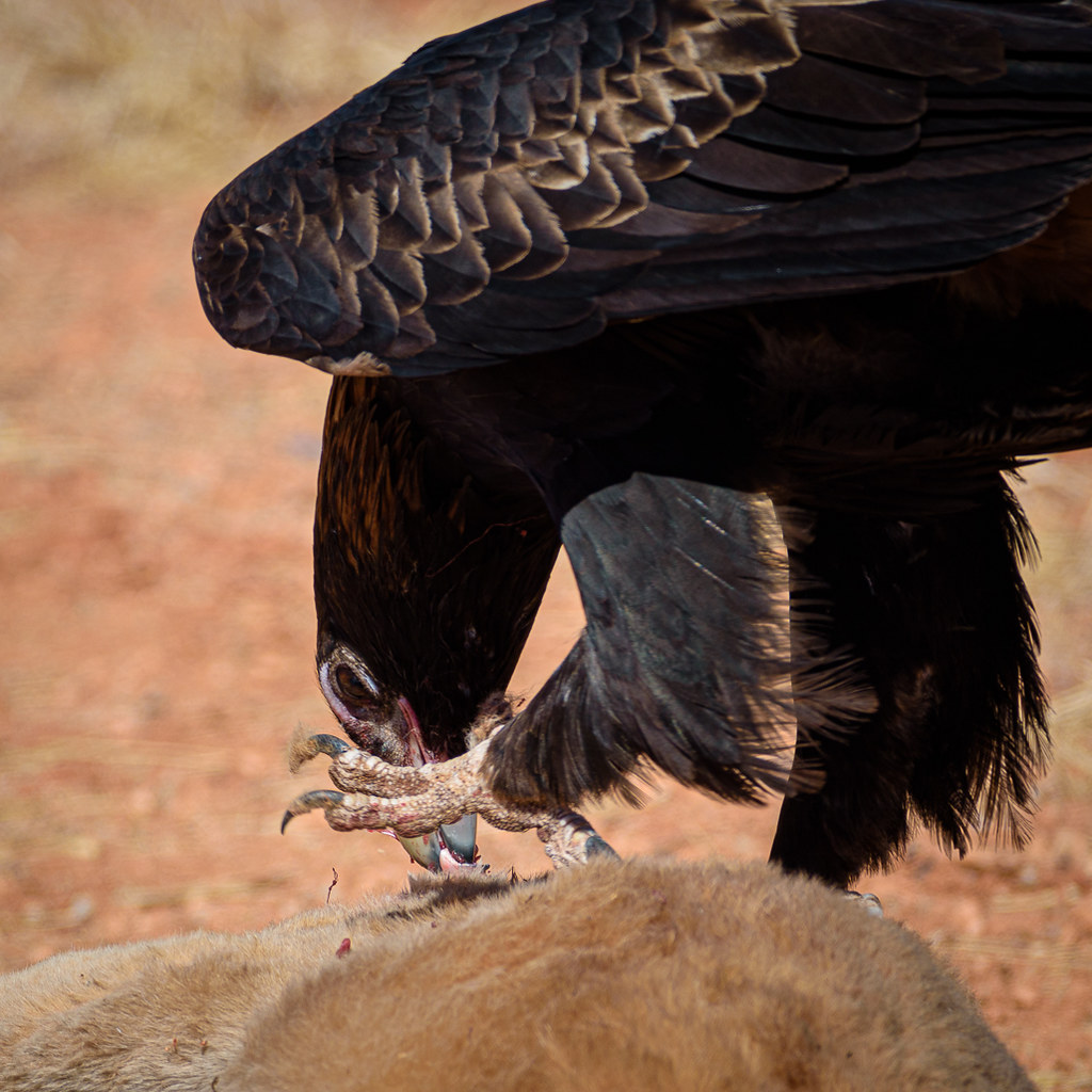 Eagles Yulara Road8268 Roadkill by the roadside with thre… Flickr