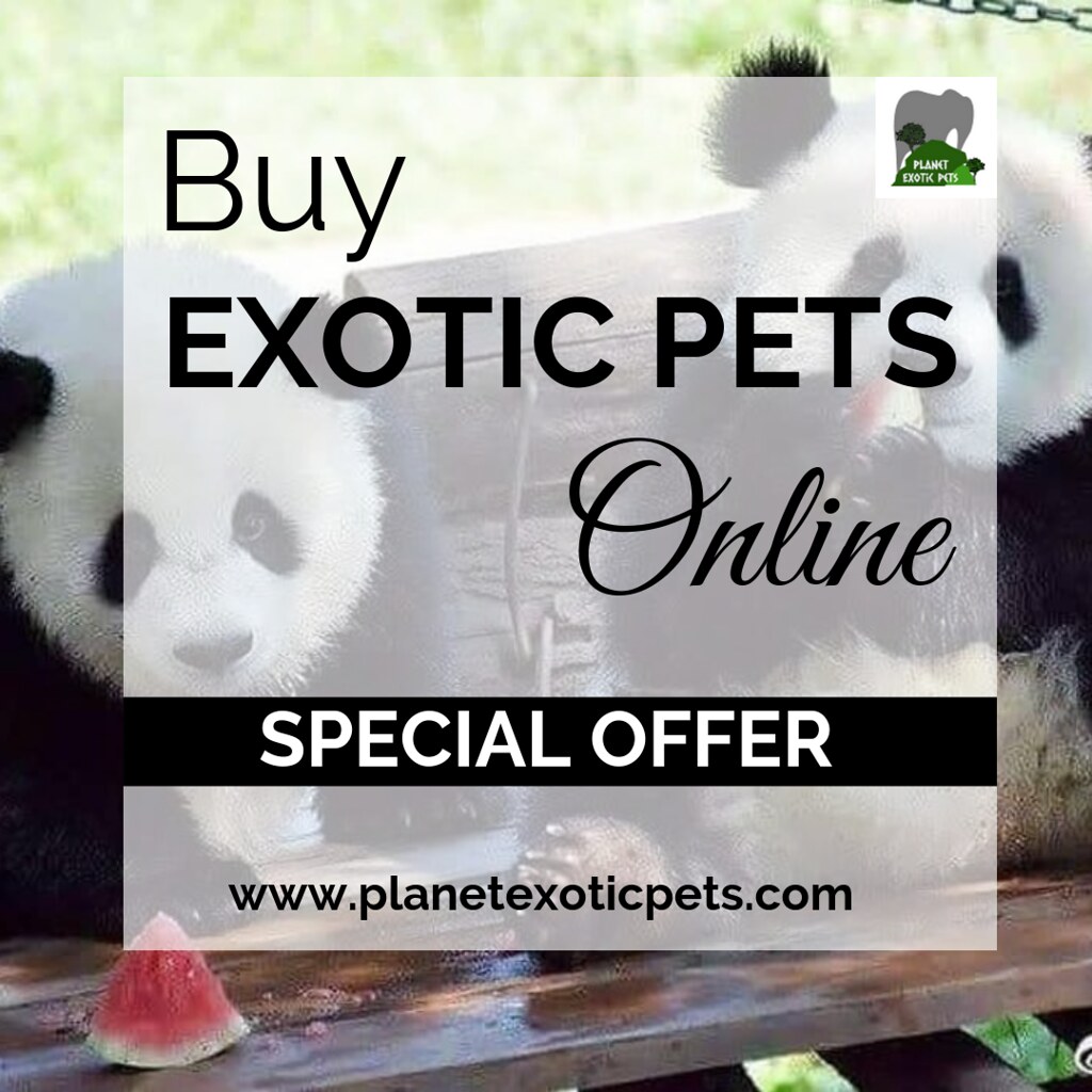 Buy Exotic Pets Online At Best Price Are you pet lover and… Flickr