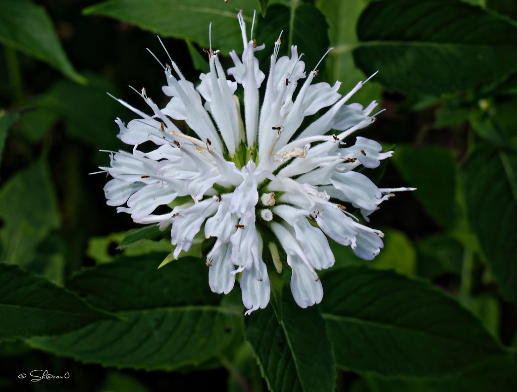 White monarda (beebalm) No texture As always many THANKS t… Flickr