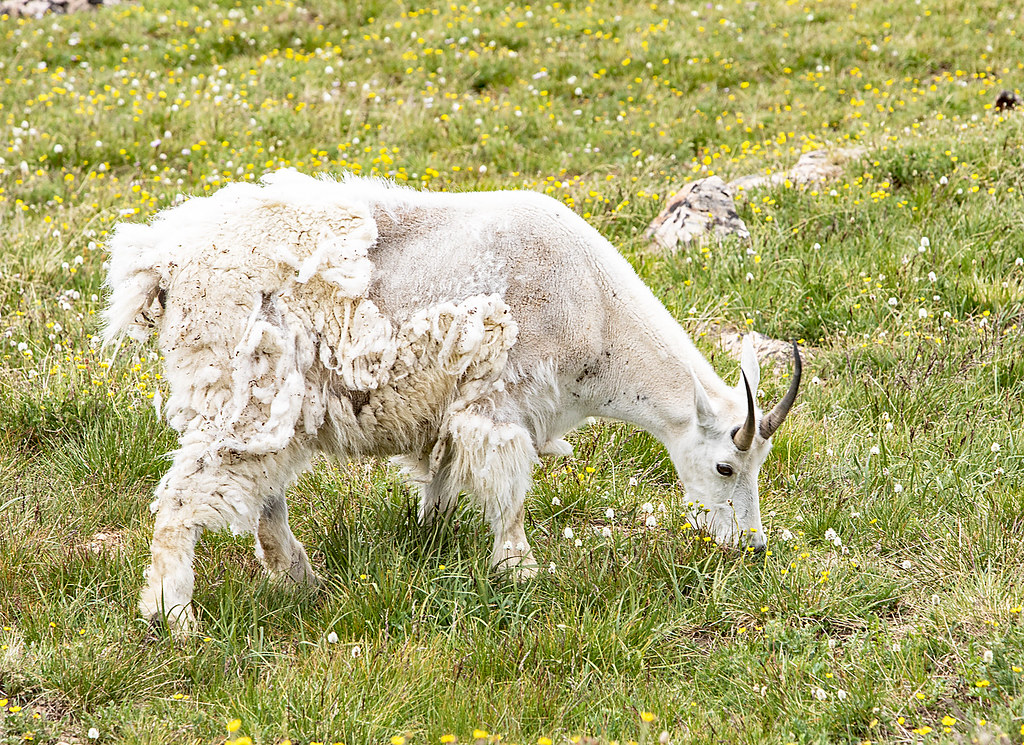 Shedding The Winter Coat This mountain goats (Oreamnos ame… Flickr