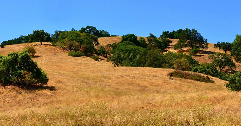 Golden Meadow Smile on Saturday Theme Meadows and Fields … Flickr