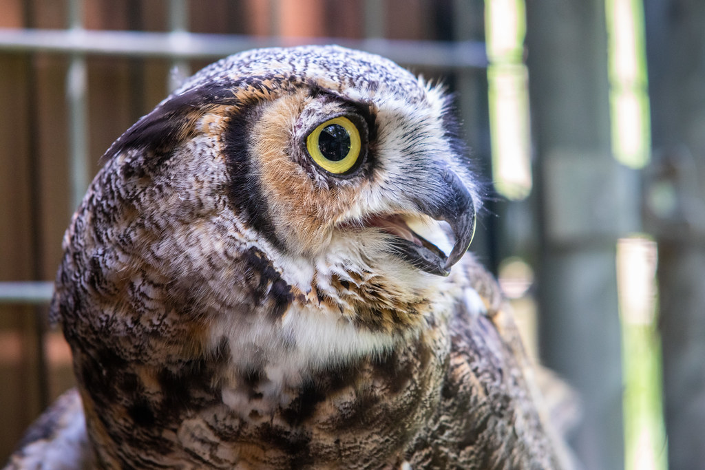 Ravensbeard Wildlife Center July 21, 2019. Ravensbeard