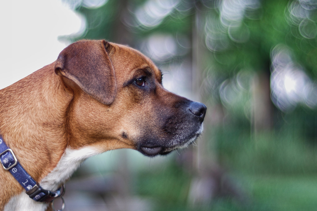 Finnegan at f1.2 pepperberryfarm Flickr