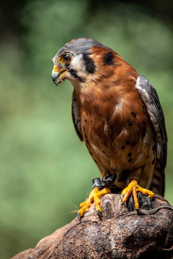 Ravensbeard Wildlife Center July 21, 2019. Ravensbeard