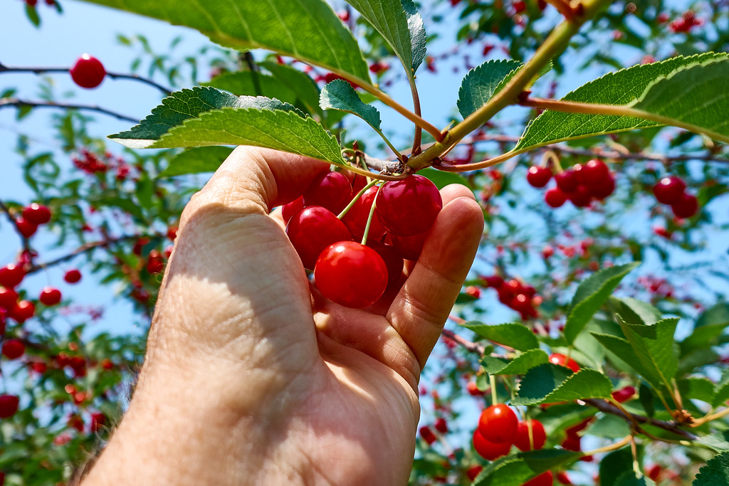 Cherries Pick by the handful. Cherry Lane Orchard, Door Co… Flickr