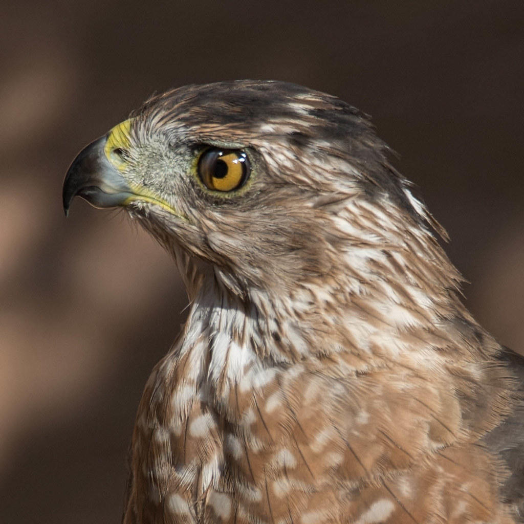 Cooper's Hawk in birdbath Nicitating eyelid visible Flickr