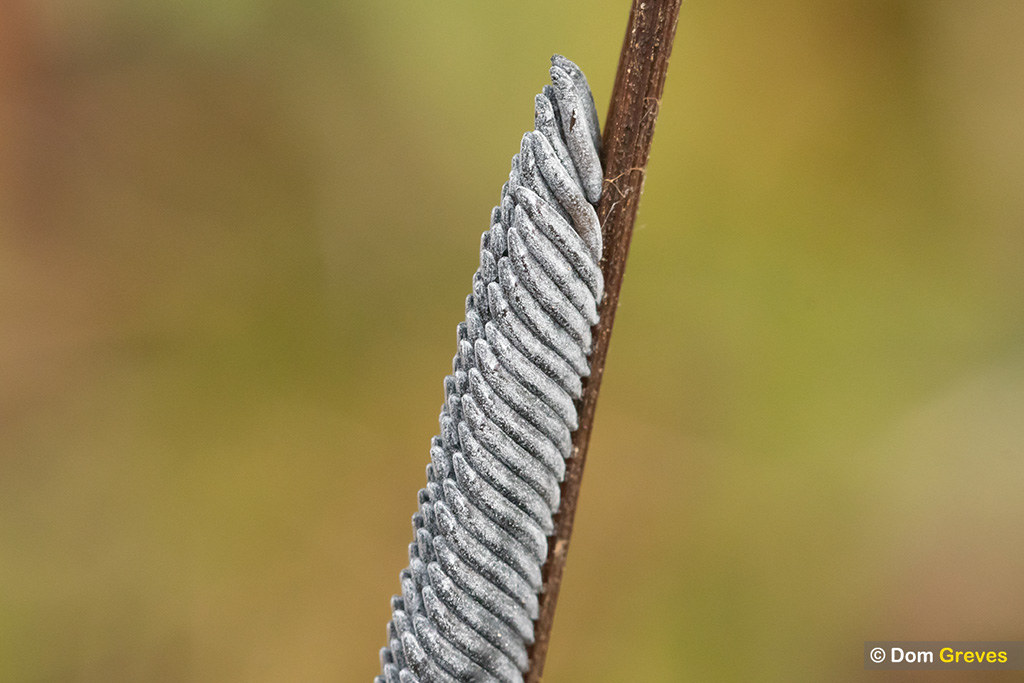 Horsefly eggs III Horsefly eggs (Tabanus cordiger?) on flo… Flickr