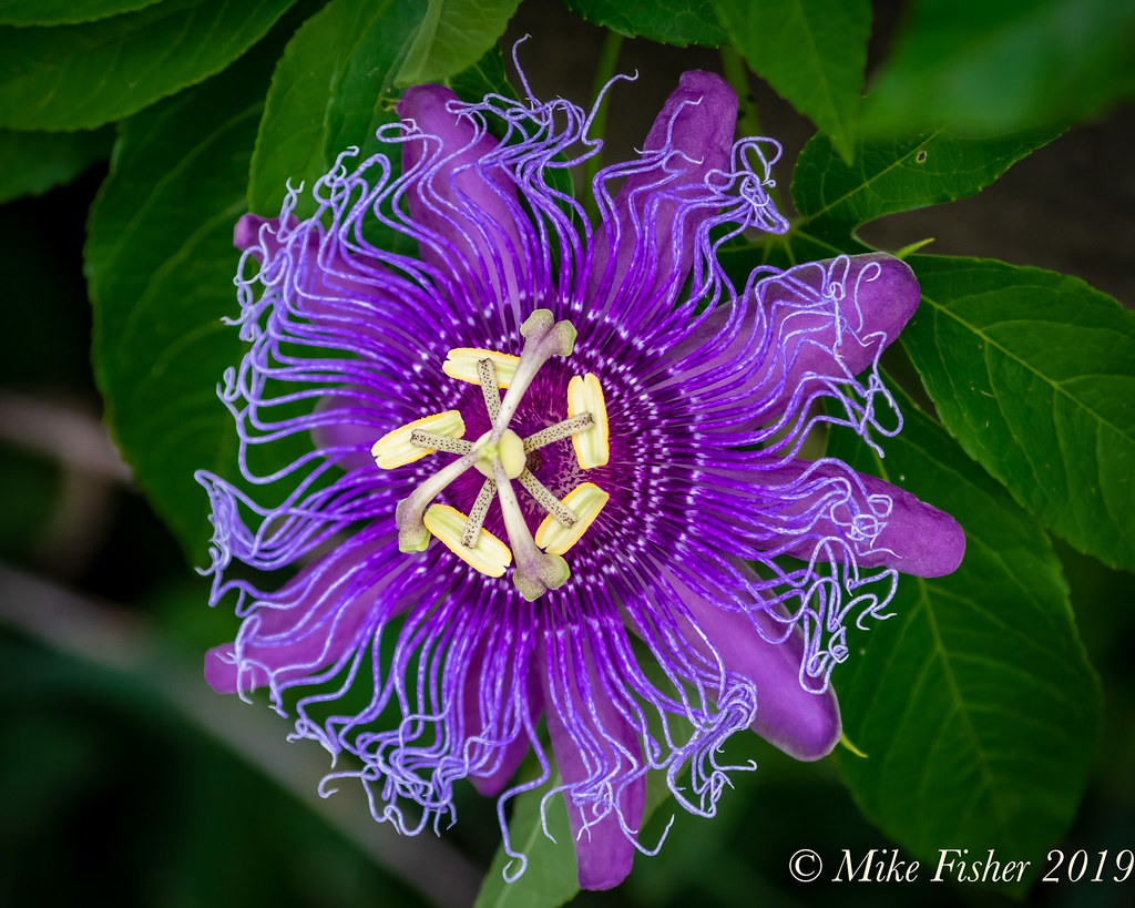 Nature Center Passion Flower Passion flower growing beside… Flickr