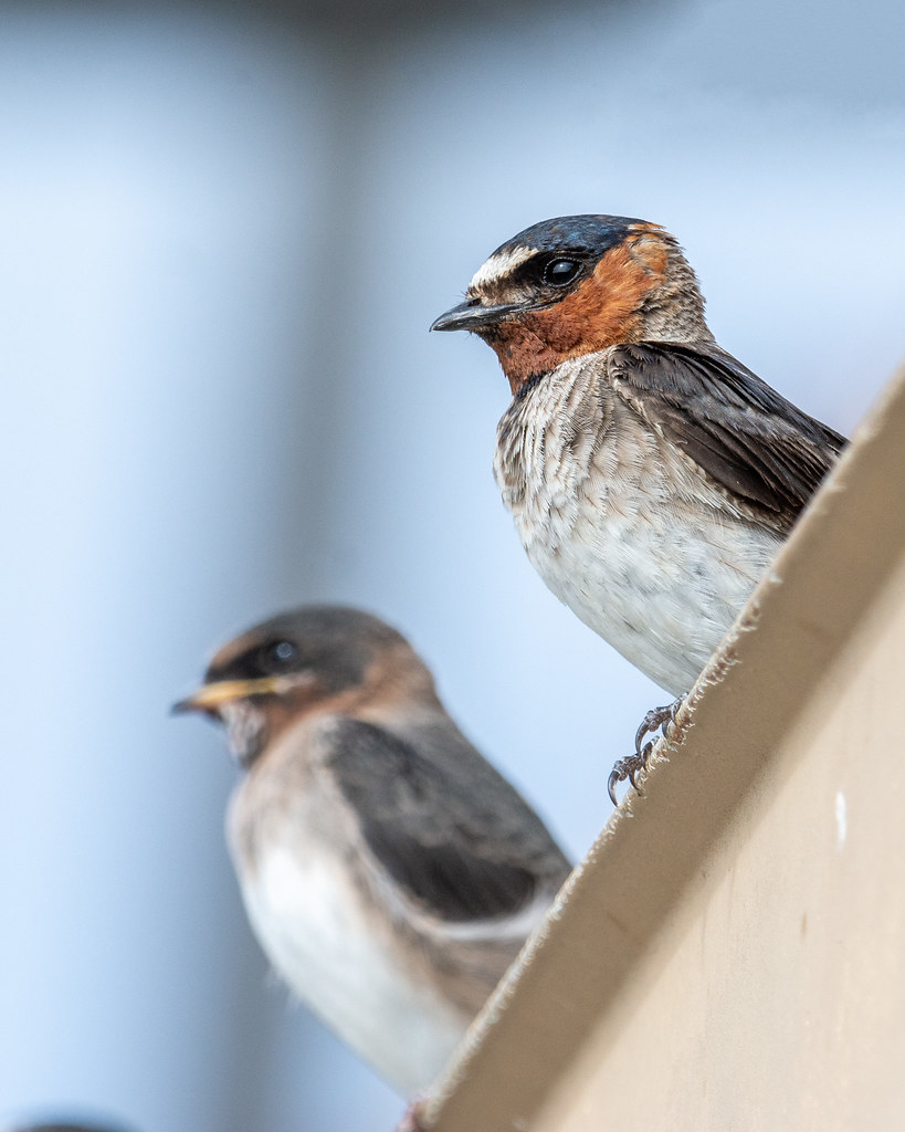Cliff Swallows on the Pump House Taken near Casey Forebay … Flickr