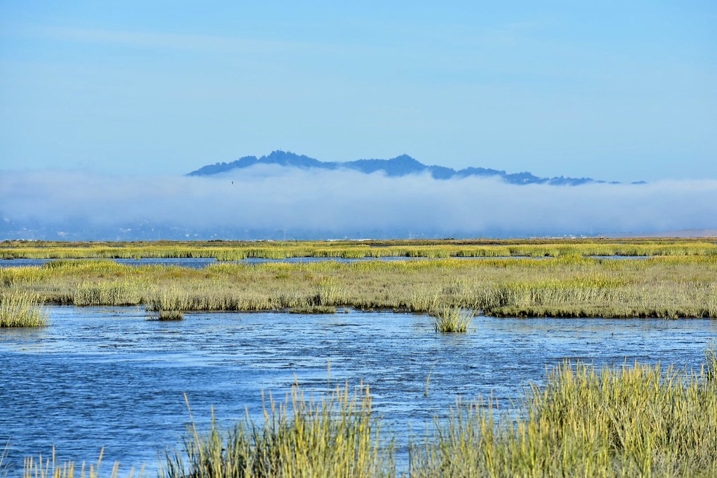 Hamilton Wetlands, Marin County, Novato, CA Hamilton Wetla… Flickr