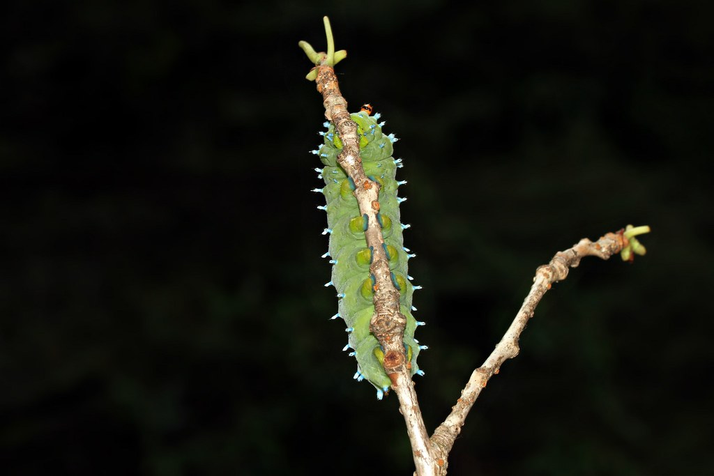 Gripping toes 5th instar Cecropia Moth caterpillar Barb Sendelbach