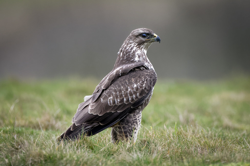 Buzzard Glos Barrie Bird Flickr