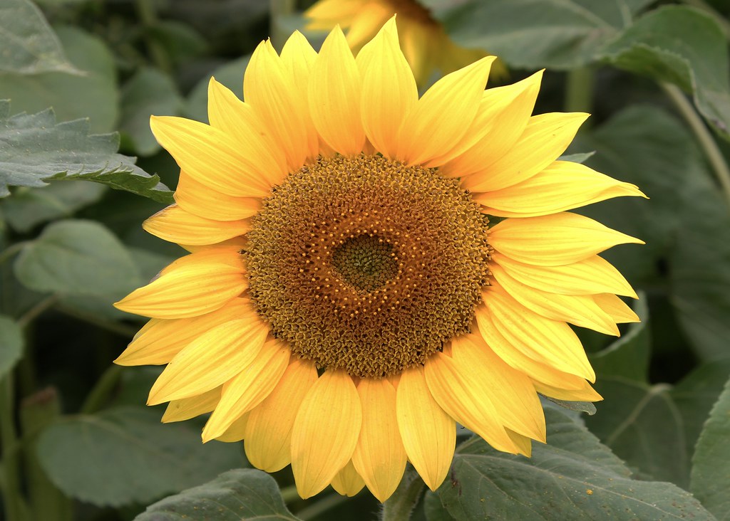 Sunflower Visited a sunflower farm on Hayling Island yeste… Flickr