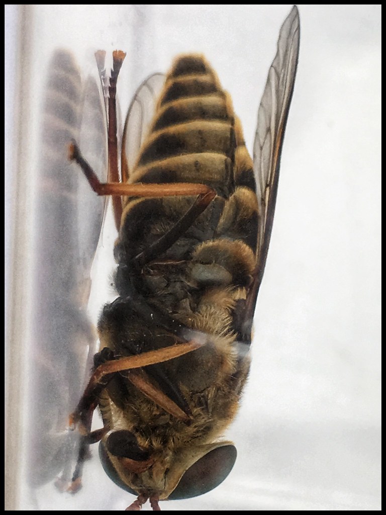 Dark Giant Horsefly Approx 1 inch long, found in the house… Flickr