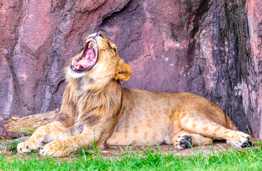 Norfolk Zoo Aug 4 20191 Ed Ellington Flickr