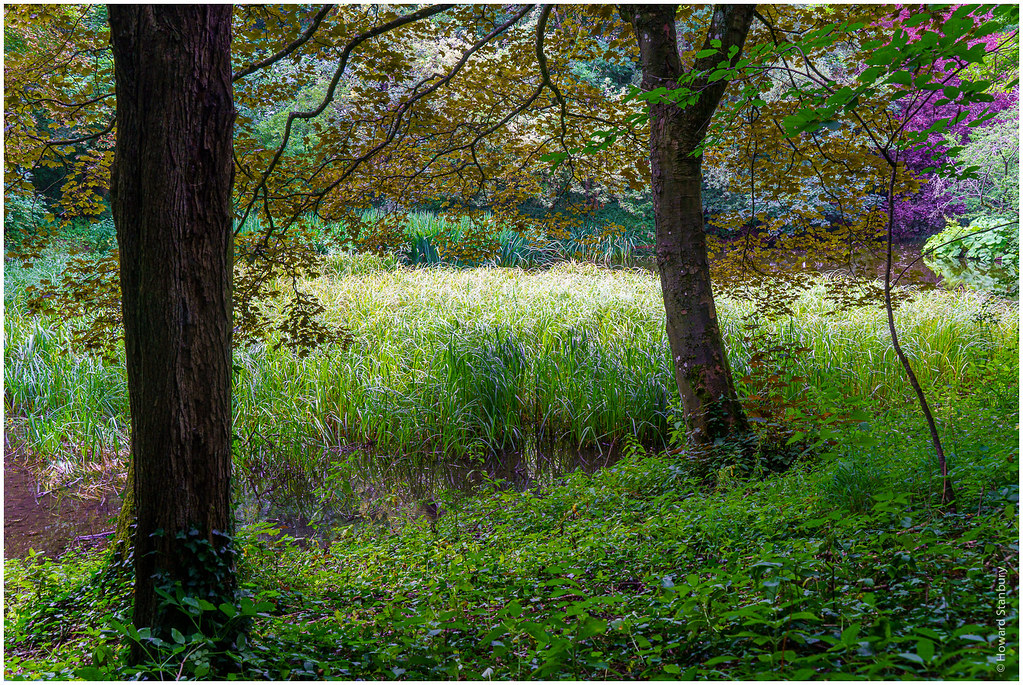 Wychwood Wild Garden Lakeside; Shipton under Wychwood, Oxf… Howard