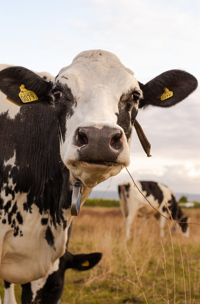 Happy Cow Saw this happy cow eating grass Emanuel Bjurhager Flickr