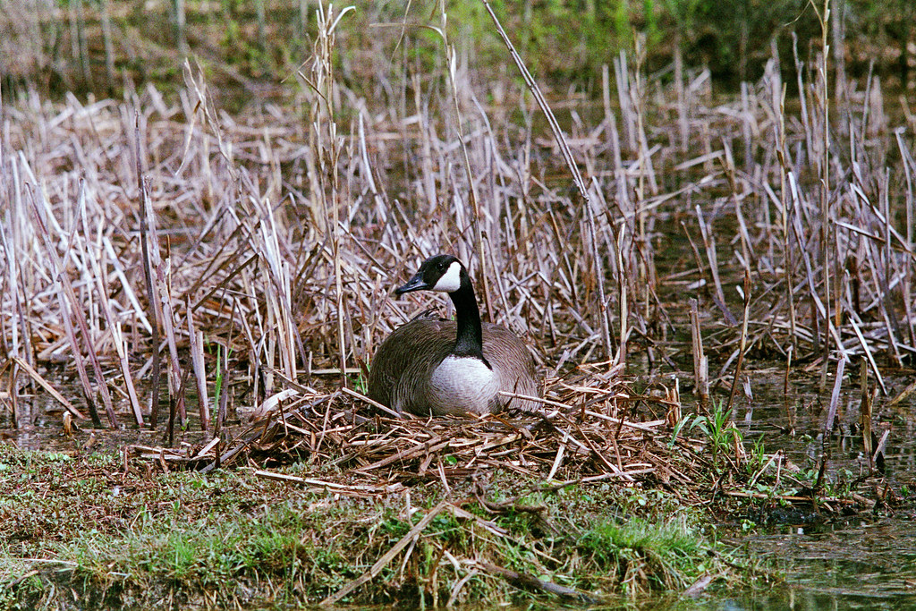 Nesting Canada Geese No.2 Pentax Spotmatic SuperMulti… Flickr