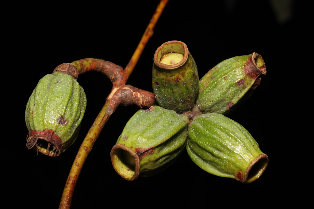 Gumtree (Ecualytpus sp.) fruit at Rapid Creek area in the … Flickr