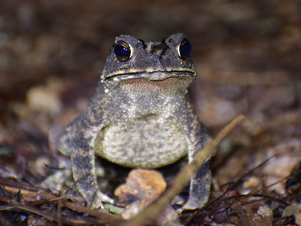 Common house toad Duttaphrynus melanostictus Lotte Lubos Flickr