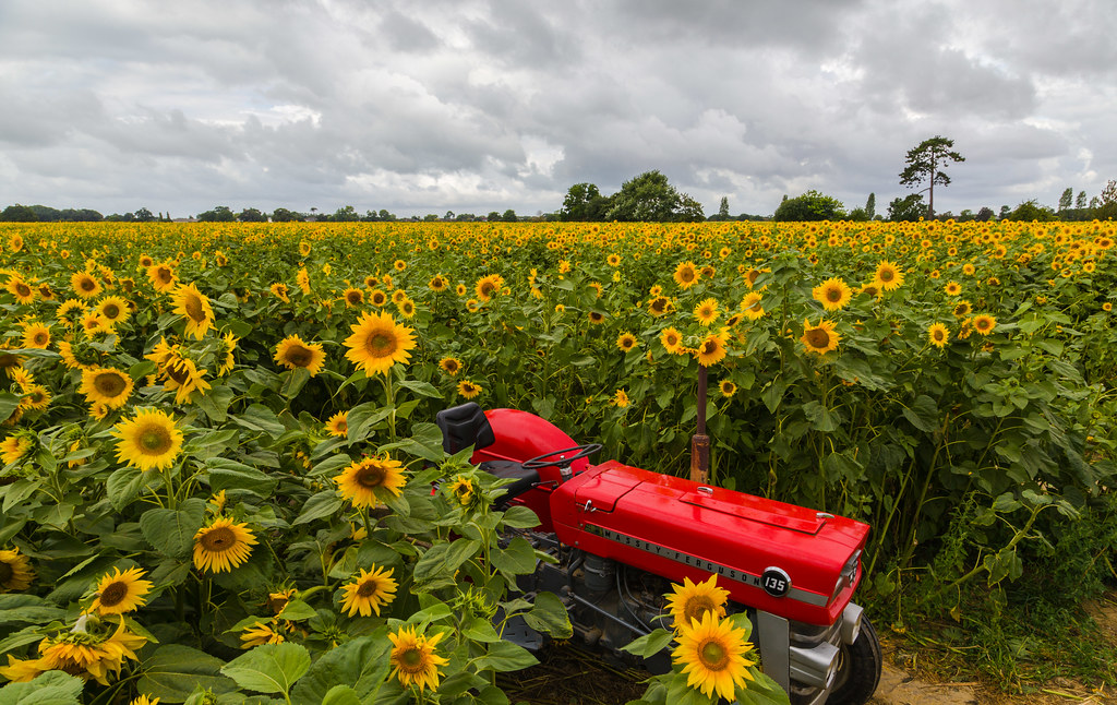 Sunflower field Taken at Stoke Fruit Farm,Hayling Island Alan