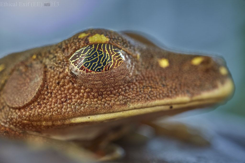 Nictitating Membrane