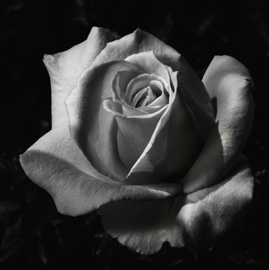 Shapes And Shadows In A White Rose Black and White Flickr