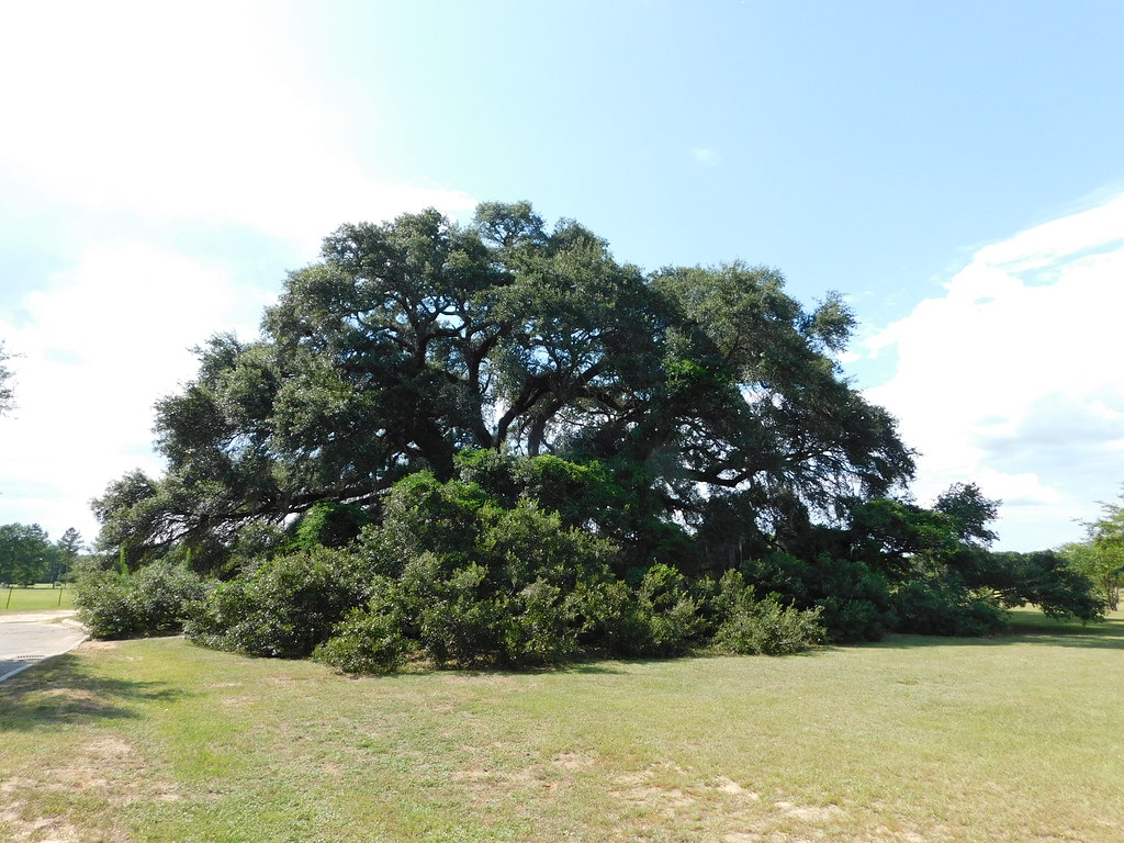The Constitution Oak Geneva, Alabama This live oak is beli… Flickr