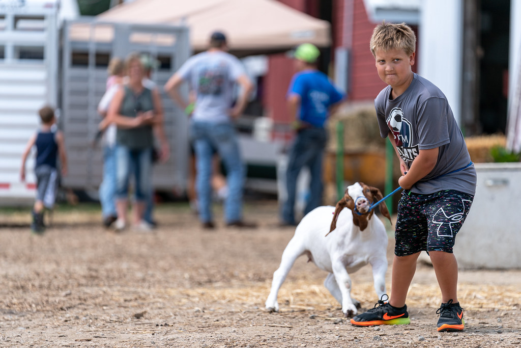Goat at Goodhue County Fair in Zumbrota, Minnesota a photo on Flickriver