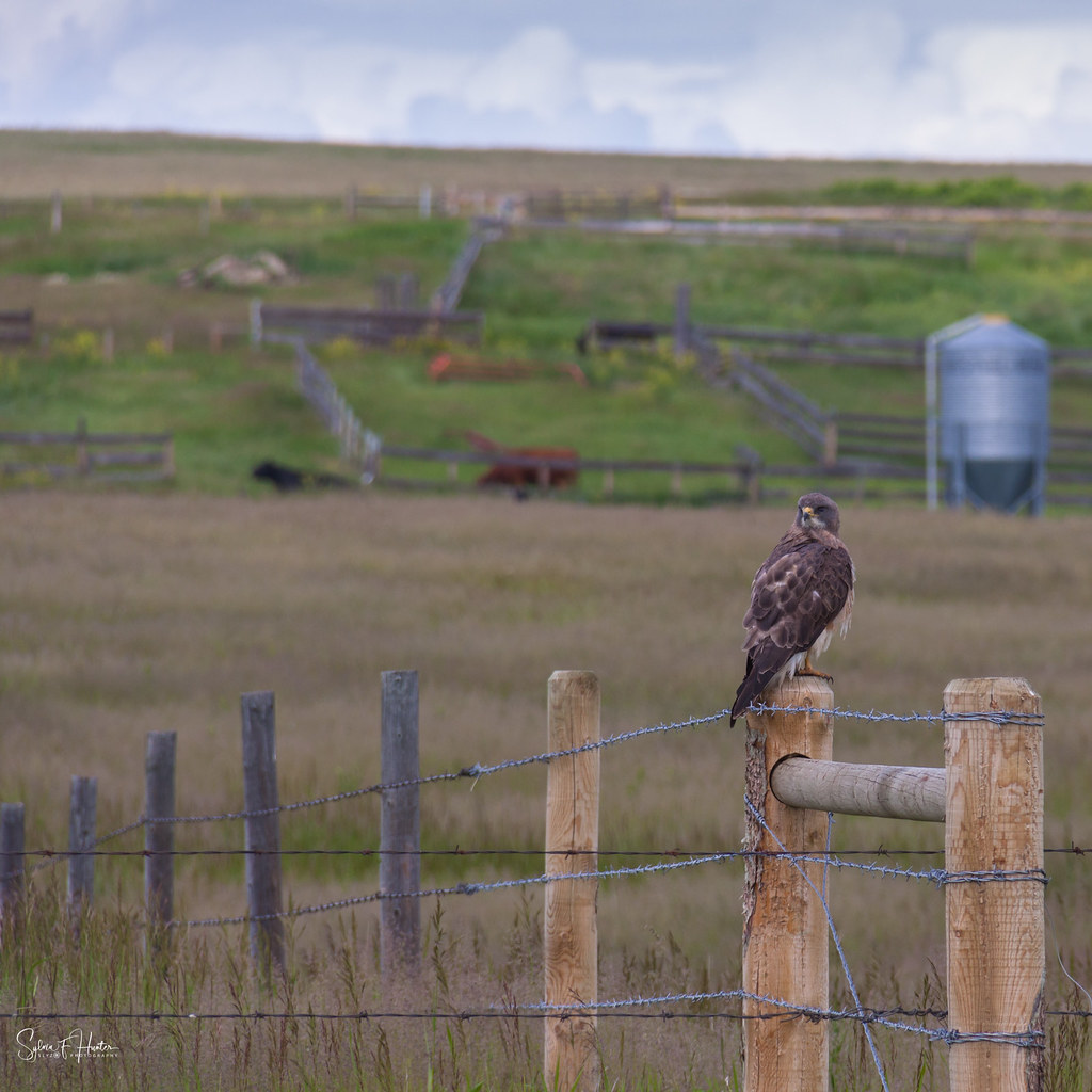 Prairie Hawk Prairie Hawk on Fence Post along Hartel Highw… Flickr