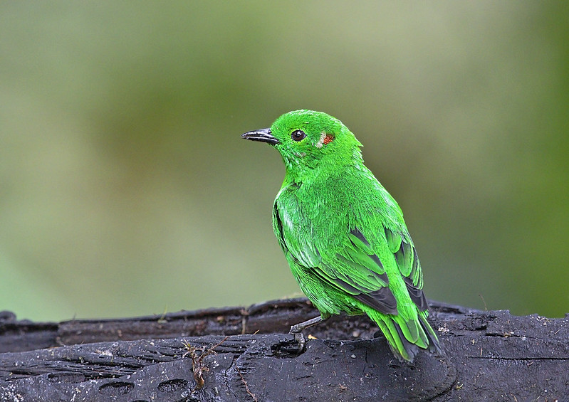 Meet Glistening Green Tanager, The Bird Looks Just Like A Neon Highlighter