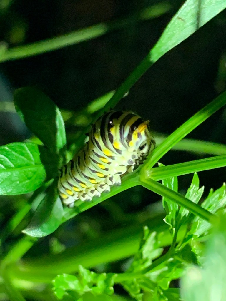 Black swallowtail caterpillar Barbie Jarrett Vaughn Flickr