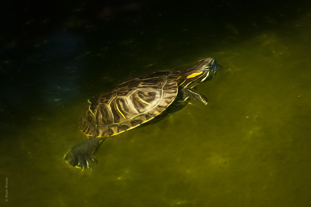 Baby Turtle Just floating and having a nice day. Enjoy you… Flickr