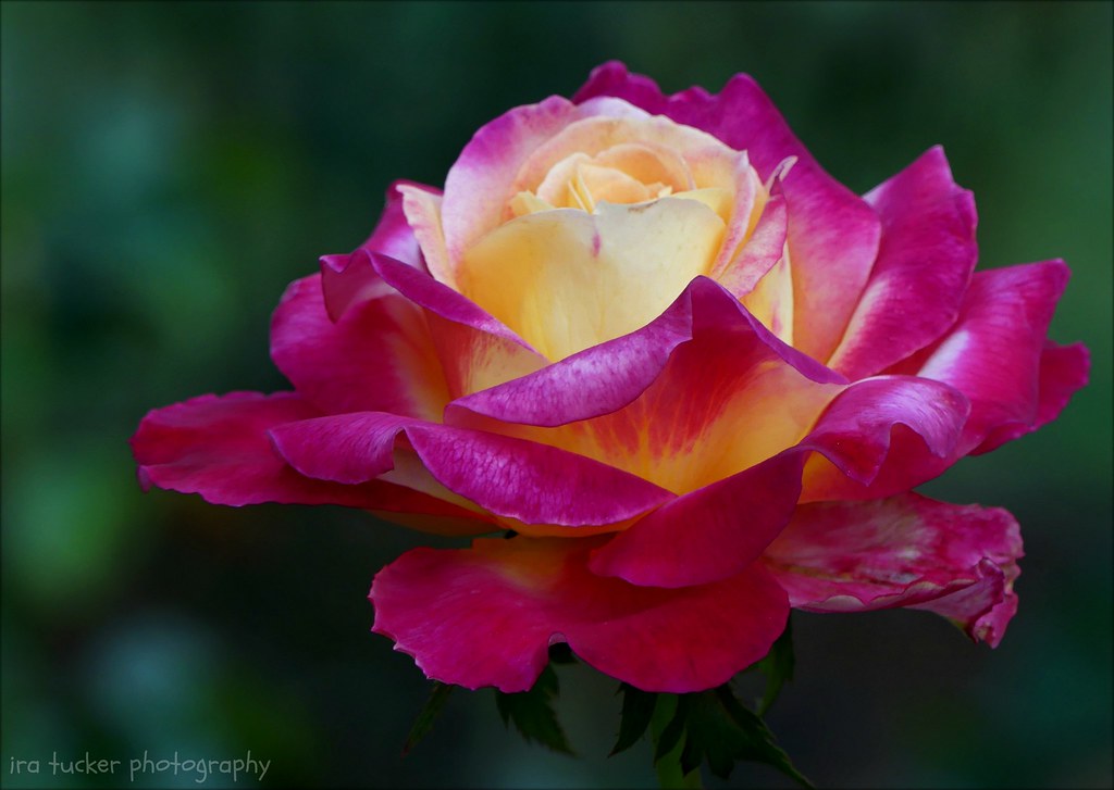 A profusion of pink roses bending ragged in the rain.... Flickr