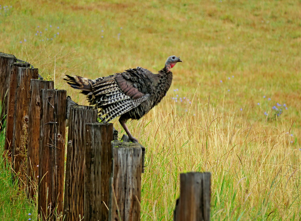 Wild Turkey, Swauk Prairie, Kittitas County, WA 8/9/19 Flickr
