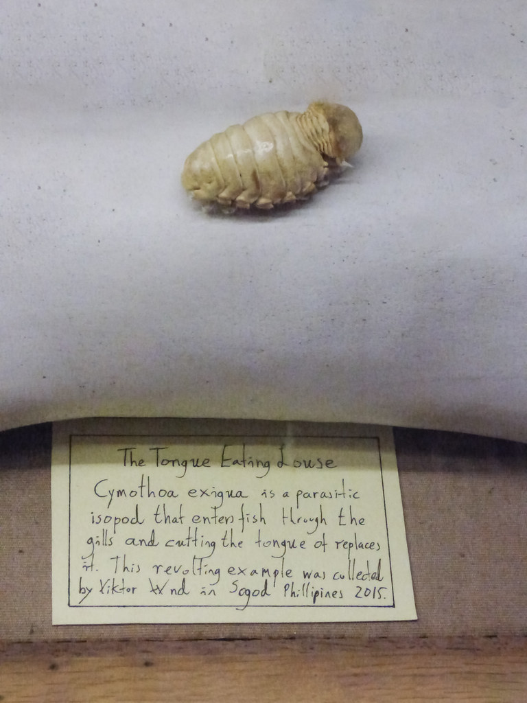 The Tongue Eating Louse The tongue eating louse Cymotha Ex… Flickr