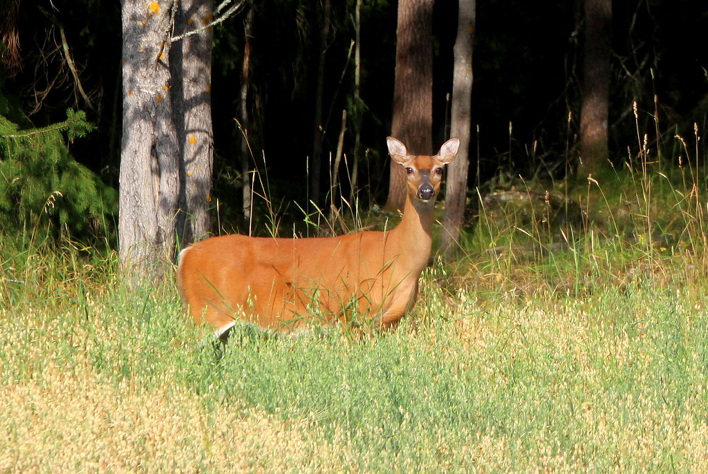 Staring ,,,, "The Laukko deer" eating cereals of grain nea… Flickr