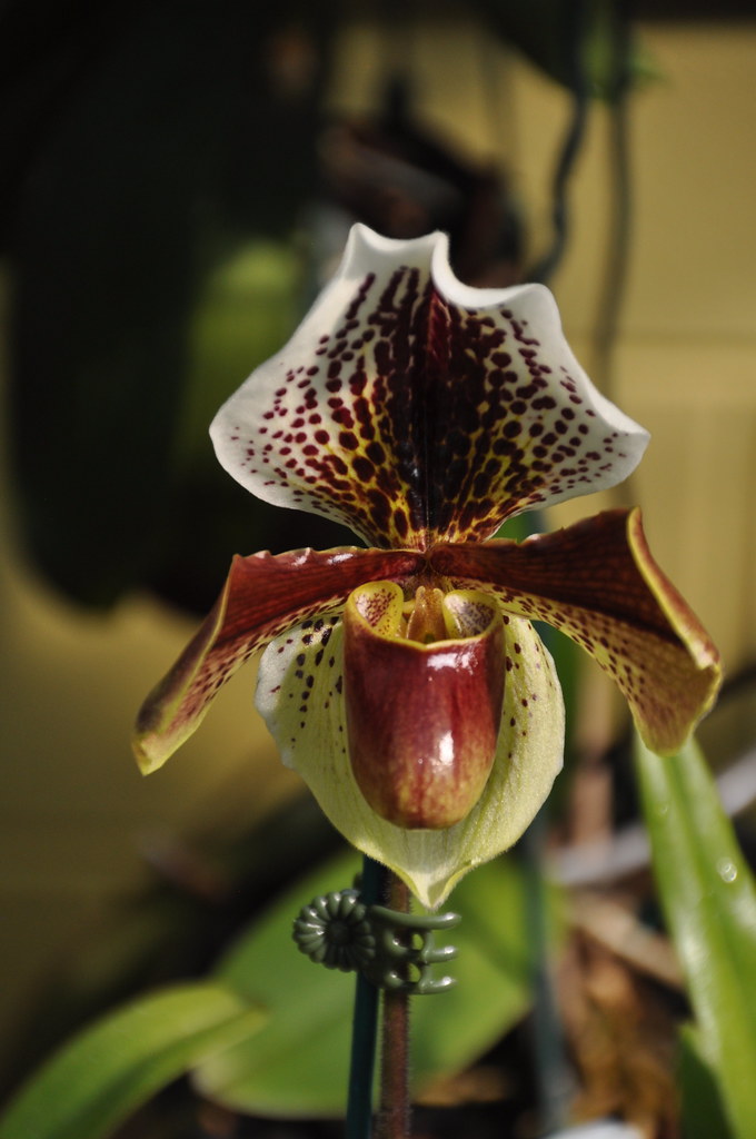 7209M Orchid like a pitcher plant DSC_0055 Iain DAVIDSON Flickr