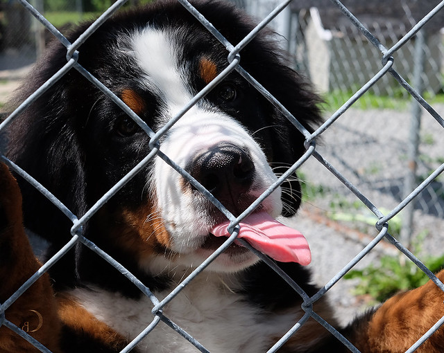 Bernese Mountain Dog Pictures and Informations