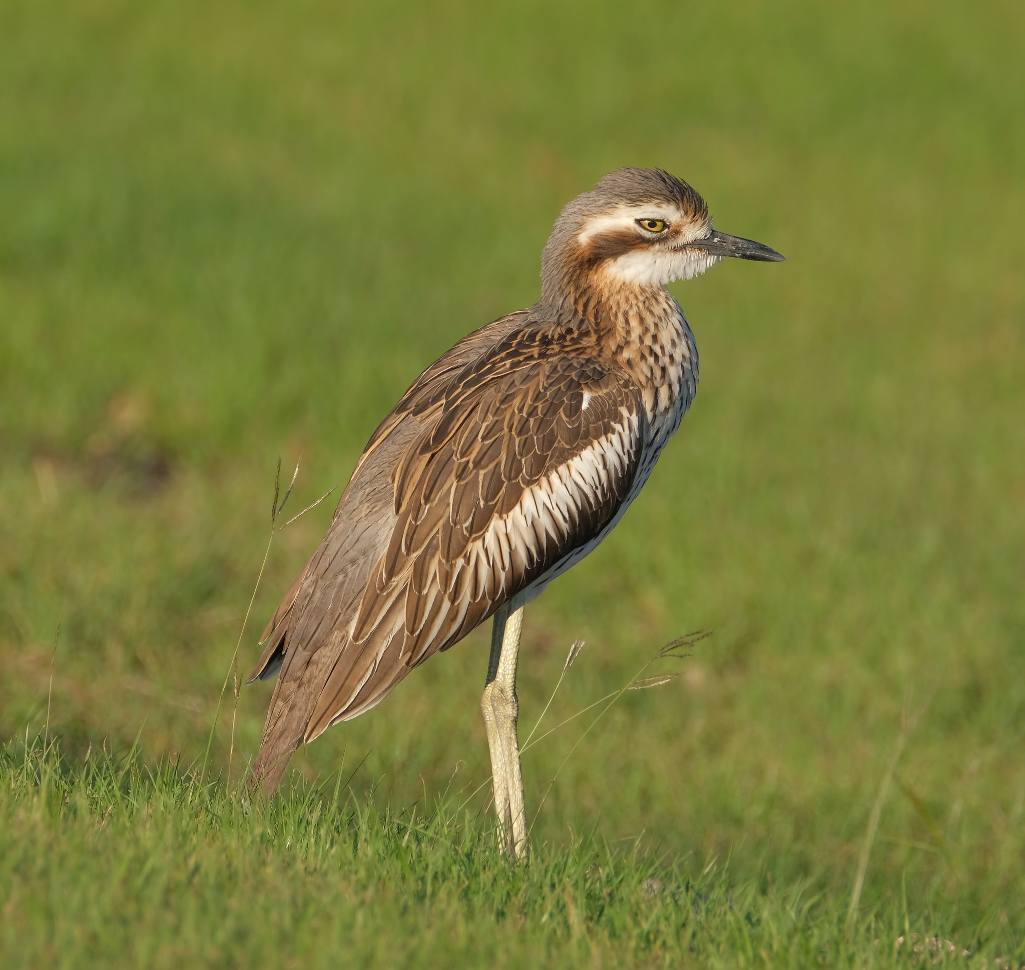 Bush Stone-Curlew | Campervan Finder