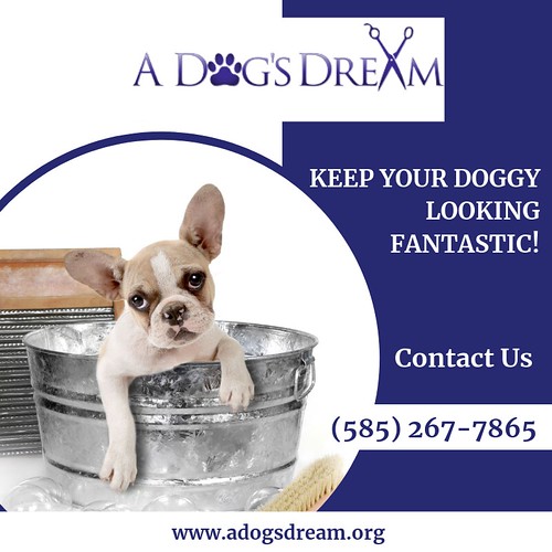 Dog Grooming Rochester NY Let our dog groomers pamper your… Flickr