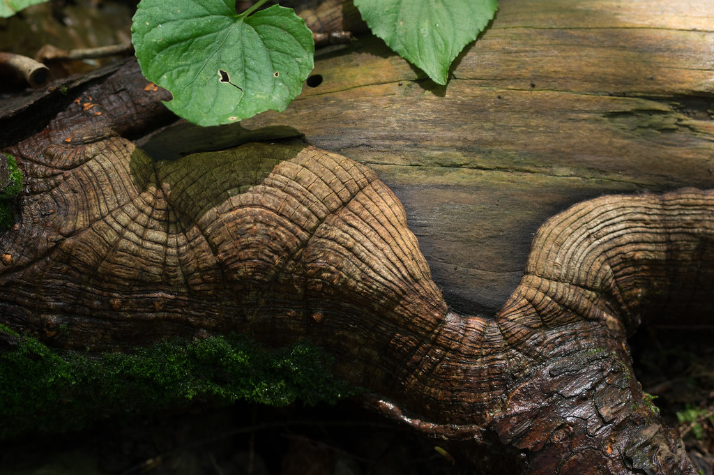 Wood waves photographed on a rainy day at the Esopus Bend … Flickr