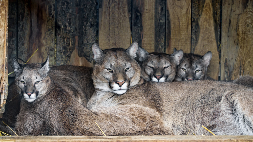 A pile of pumas All the members of the puma family posing … Tambako