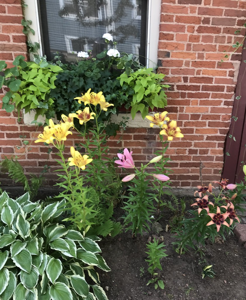 Charlottetown flowers PEI Jill Flickr