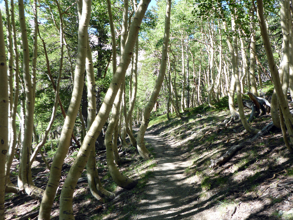 Aspen tunnel This place must be amazing the first week in … Flickr