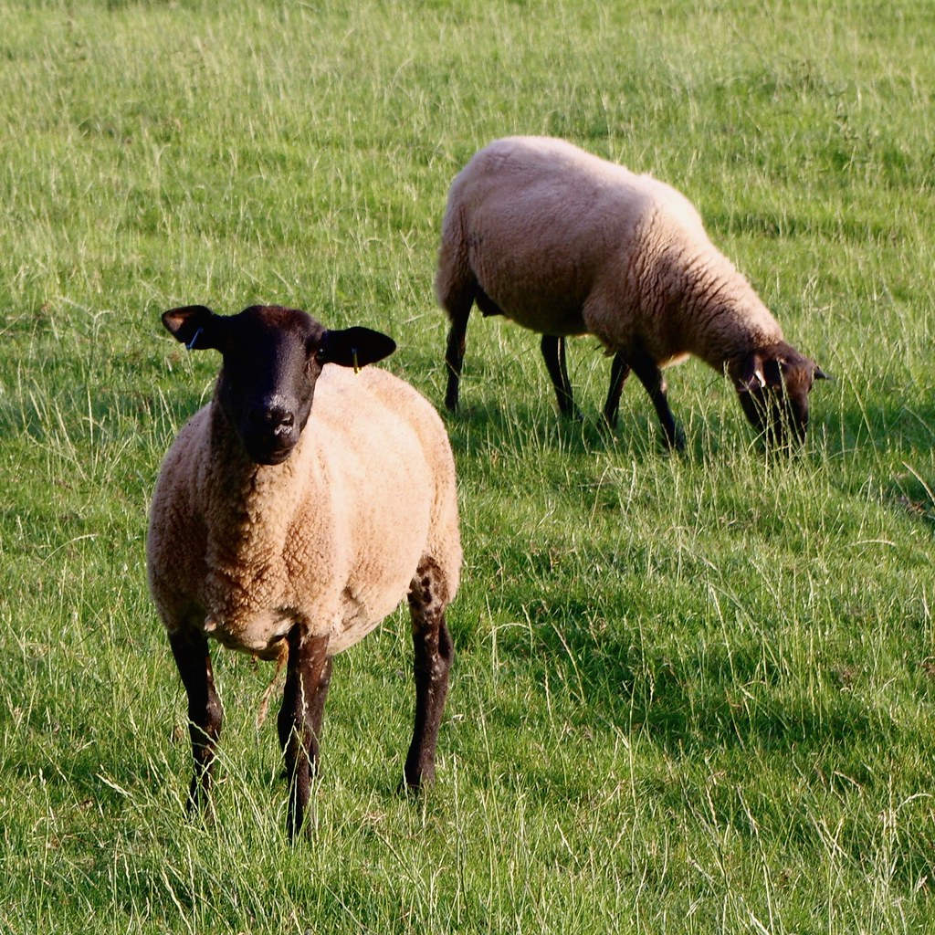 Lydeard Somerset ab.annabel1 Flickr