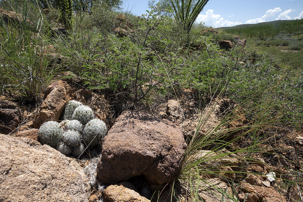 Mammillaria grahamii, Graham's Pincushion Cactus in habitat, Cochise