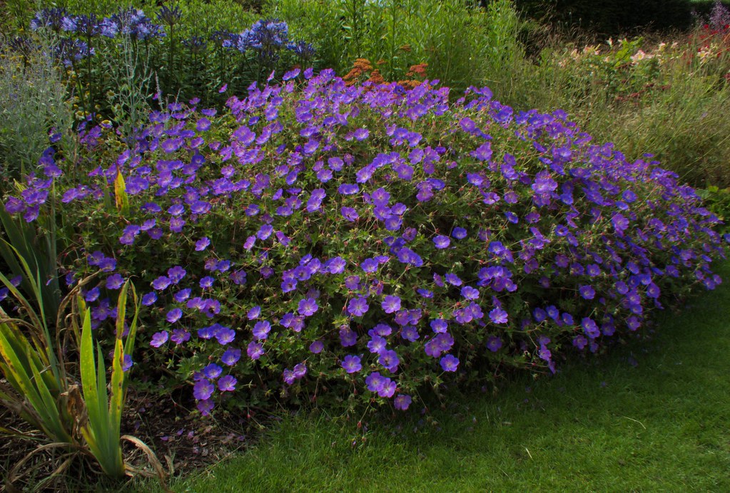 DSCF0774RT Saughton Park Gardens, Balgreen, Edinburgh, Sco… Flickr