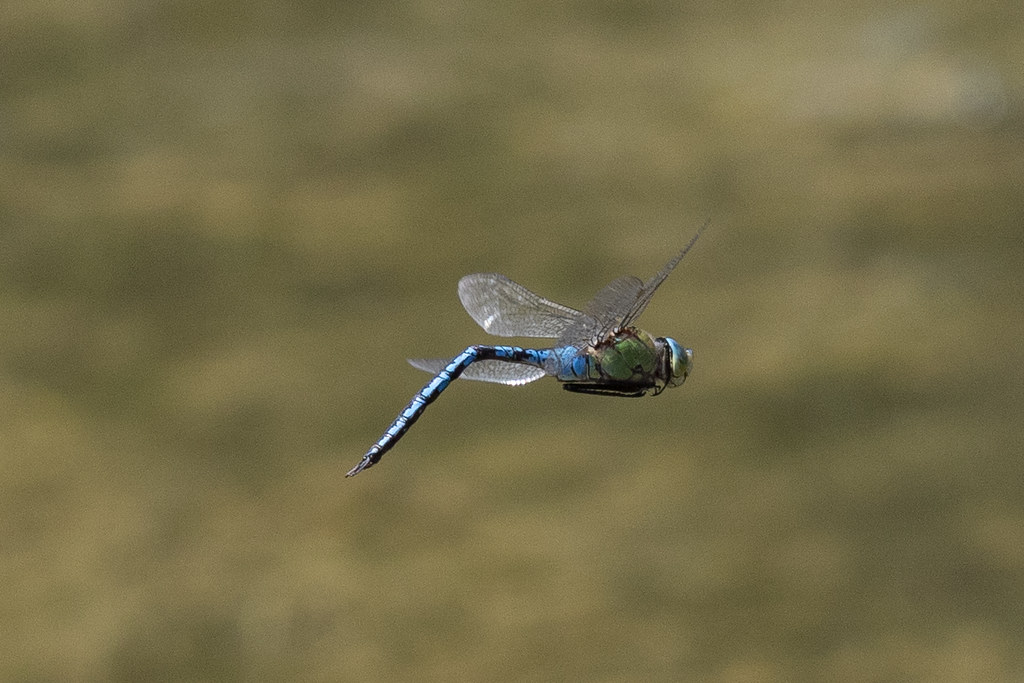 Anax empereur (Anax imperator)2 Combrit. France. adrien Flickr