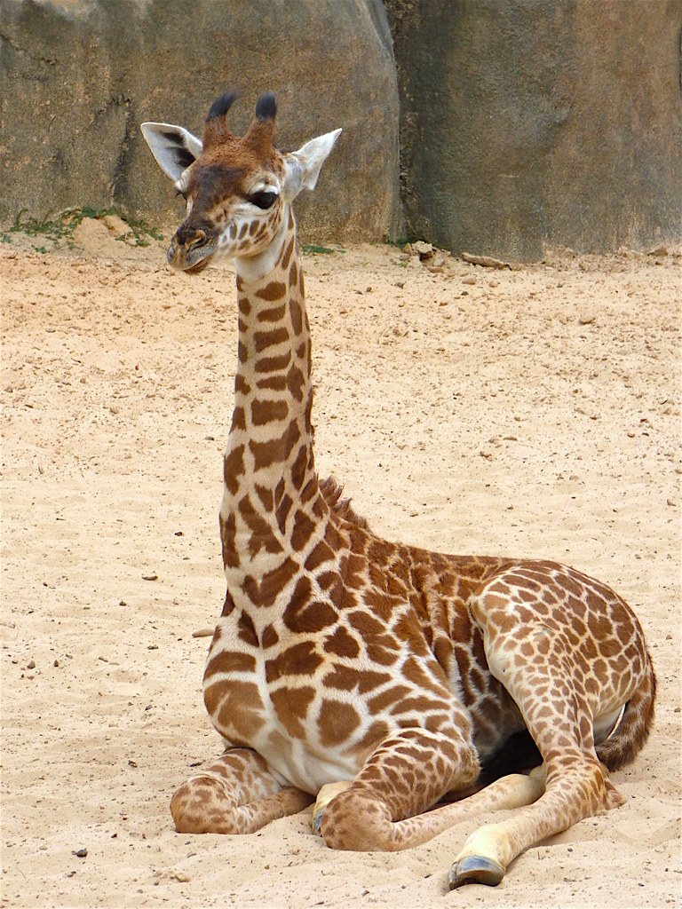 Giraffe Baby Giraffe at the Houston Zoo. Texas. 2017. PINKE Flickr